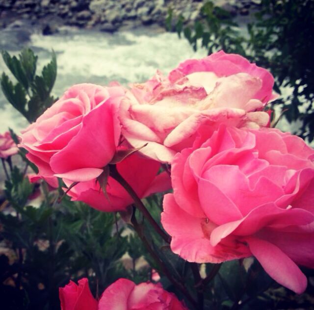 Pink Roses